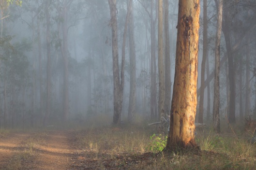 A misty morning walk when the sun suddenly broke through to illuminate a few trees.